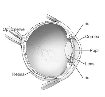 Illustration for article titled You Can See Your Own White Blood Cells Flowing Through Your Eye!